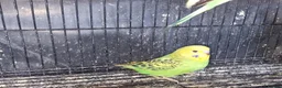 Budgerigars birds for sale: Super silly hand tamed baby budgies  - Advert 10