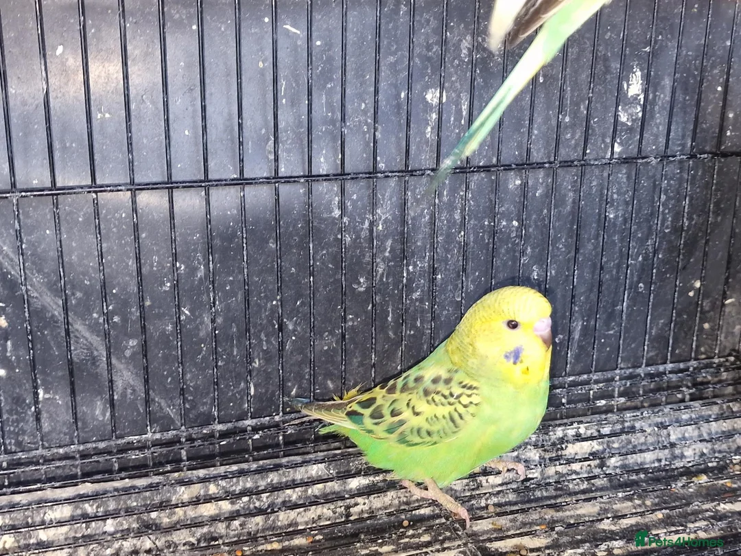 Budgerigars birds for sale: Super silly hand tamed baby budgies  - Advert 10