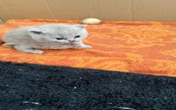 British Shorthair cats for sale: Liliac BSH two female  - Image 7