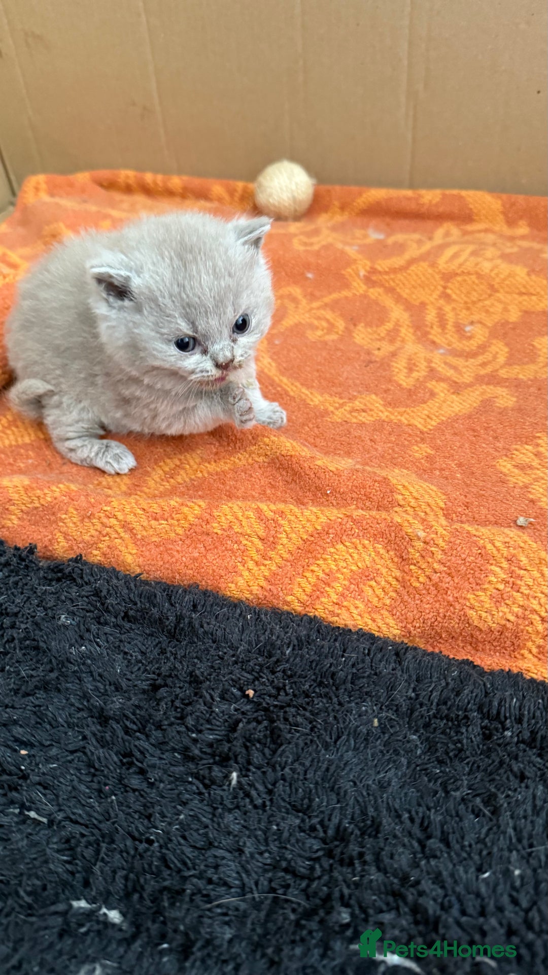 British Shorthair cats for sale: Liliac BSH two female  - Image 7