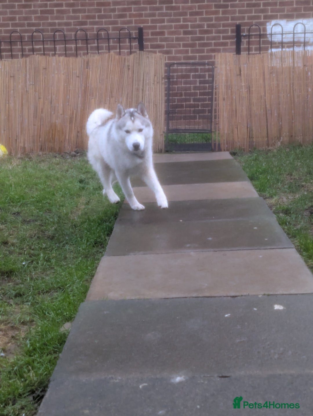 Siberian Husky dogs for sale: KC Registered Siberian husky  - Advert 4