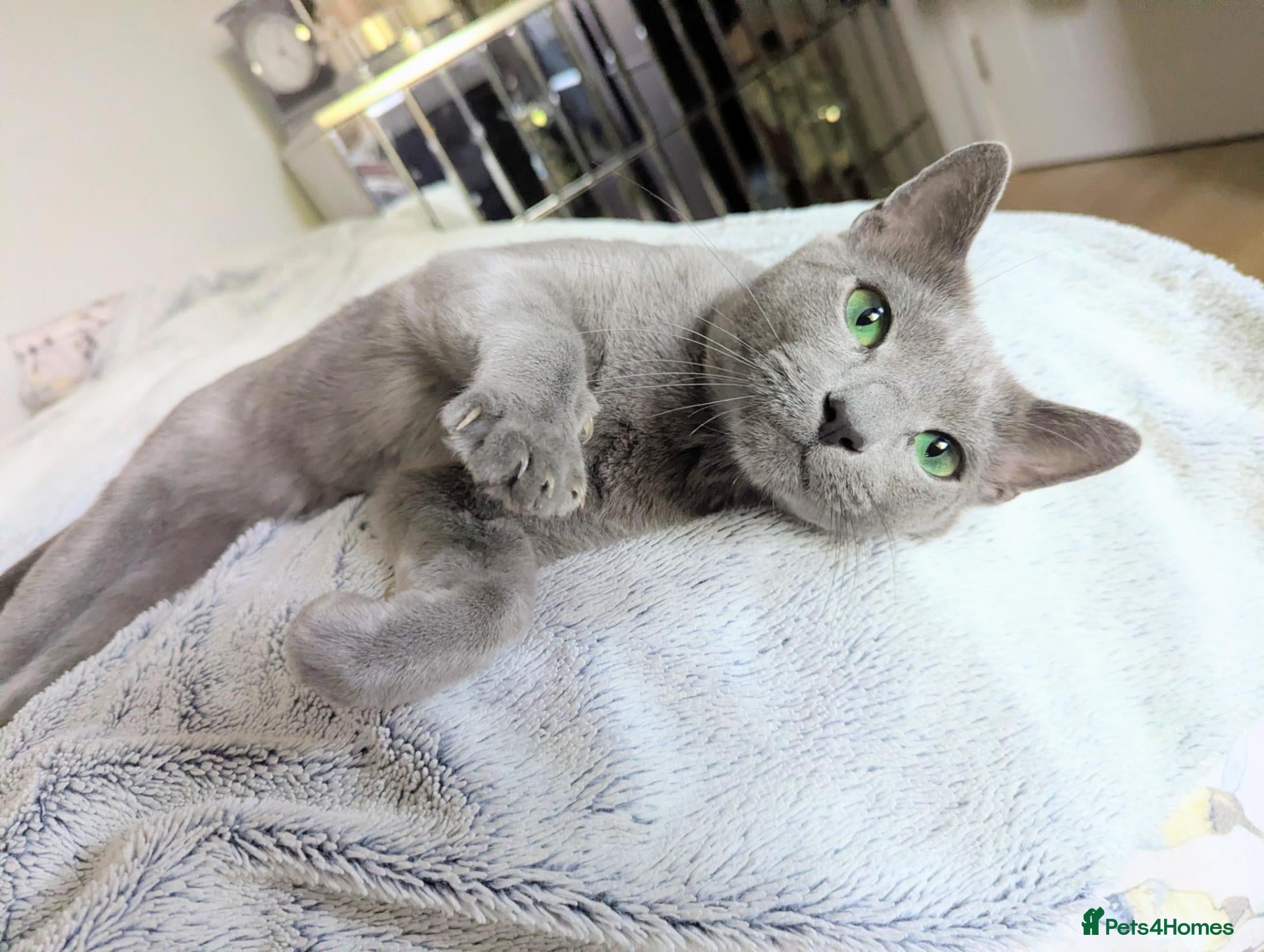 Russian Blue cats Rehoming Pasha - Advert 1