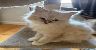 Ragdoll cats - Advert 3