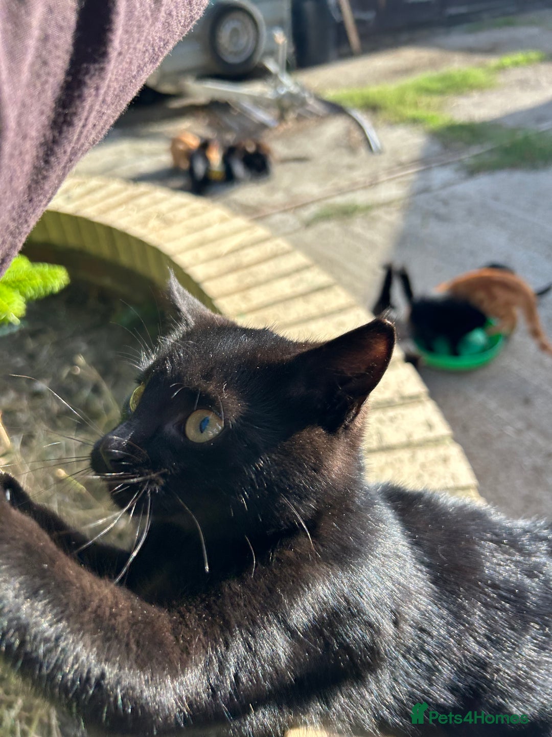 Mixed Breed cats for sale: Two litters of kittens available - Image 2
