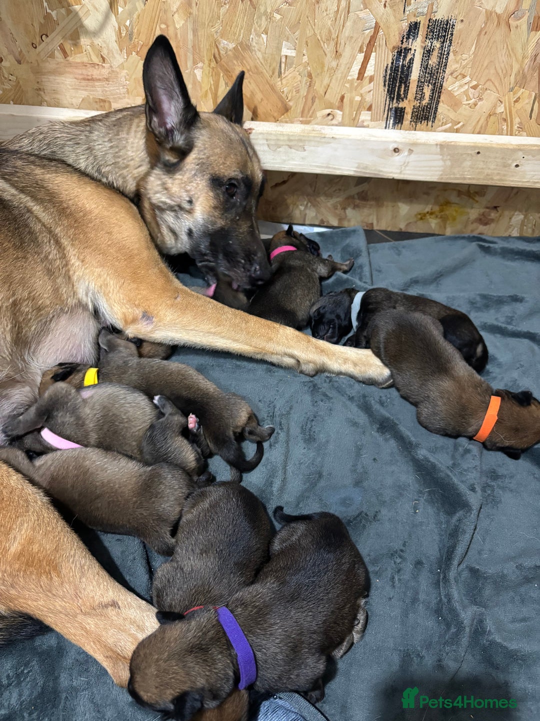 Belgian Shepherd Dog dogs for sale: 9 beautiful Belgium Mali  - Advert 8