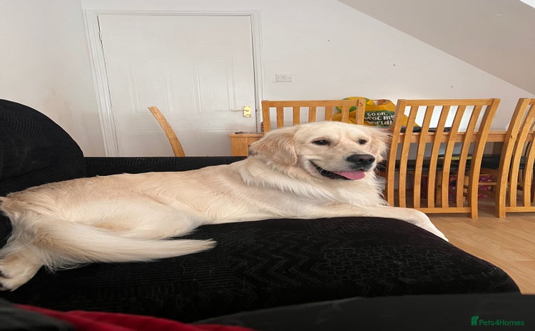Golden Retriever dogs - Advert 11