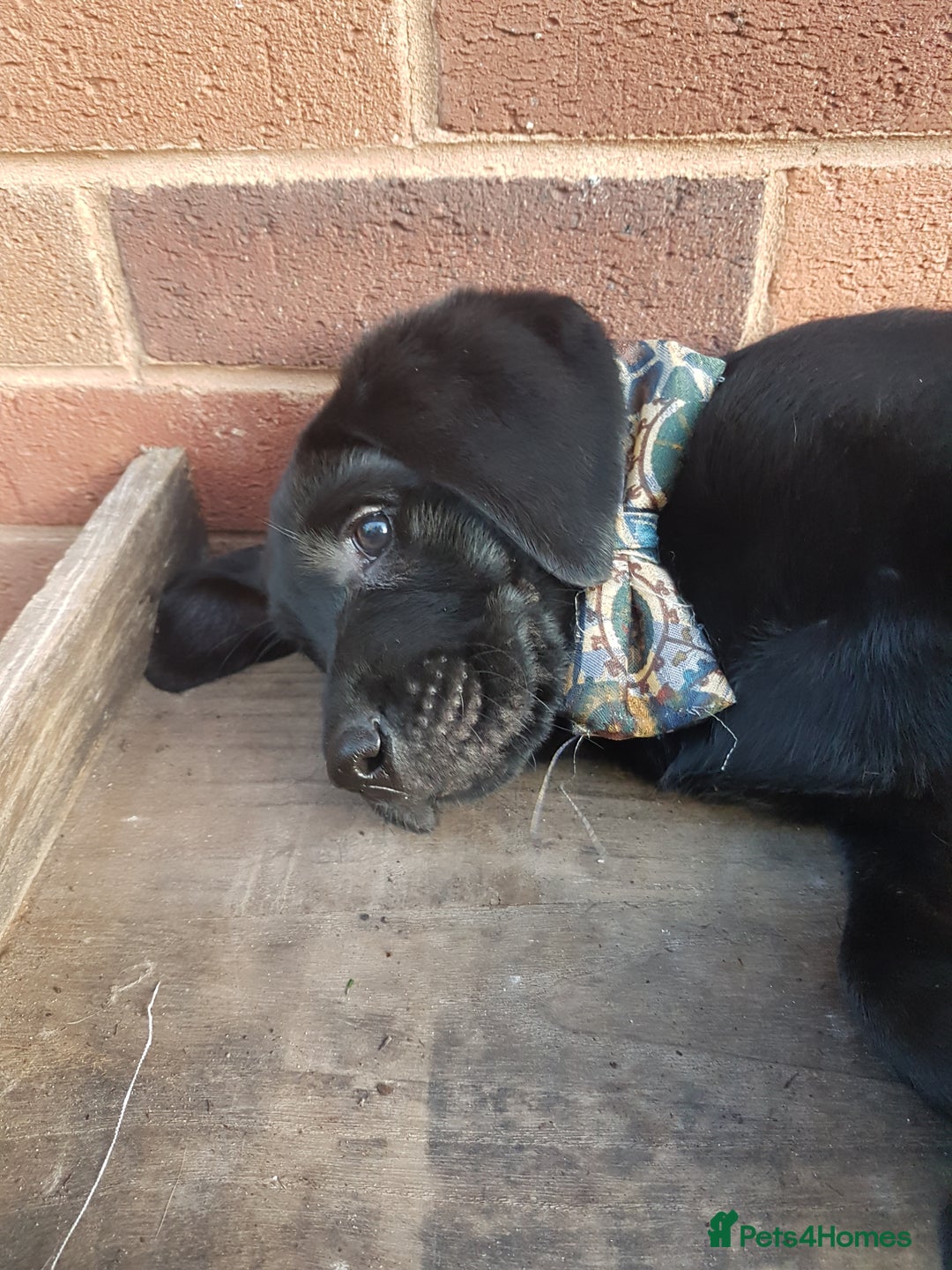 Labrador Retriever dogs for sale: KC Registered Labrador puppies  - Image 1