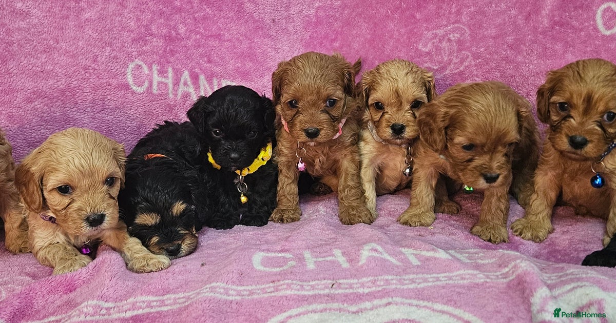 FIRST GENERATION CAVAPOO DNA TESTED PARENTS for sale in | Pets4Homes