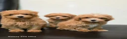 Maltipoo dogs for sale: F1 Adorable Maltipoo Puppies  - Advert 3