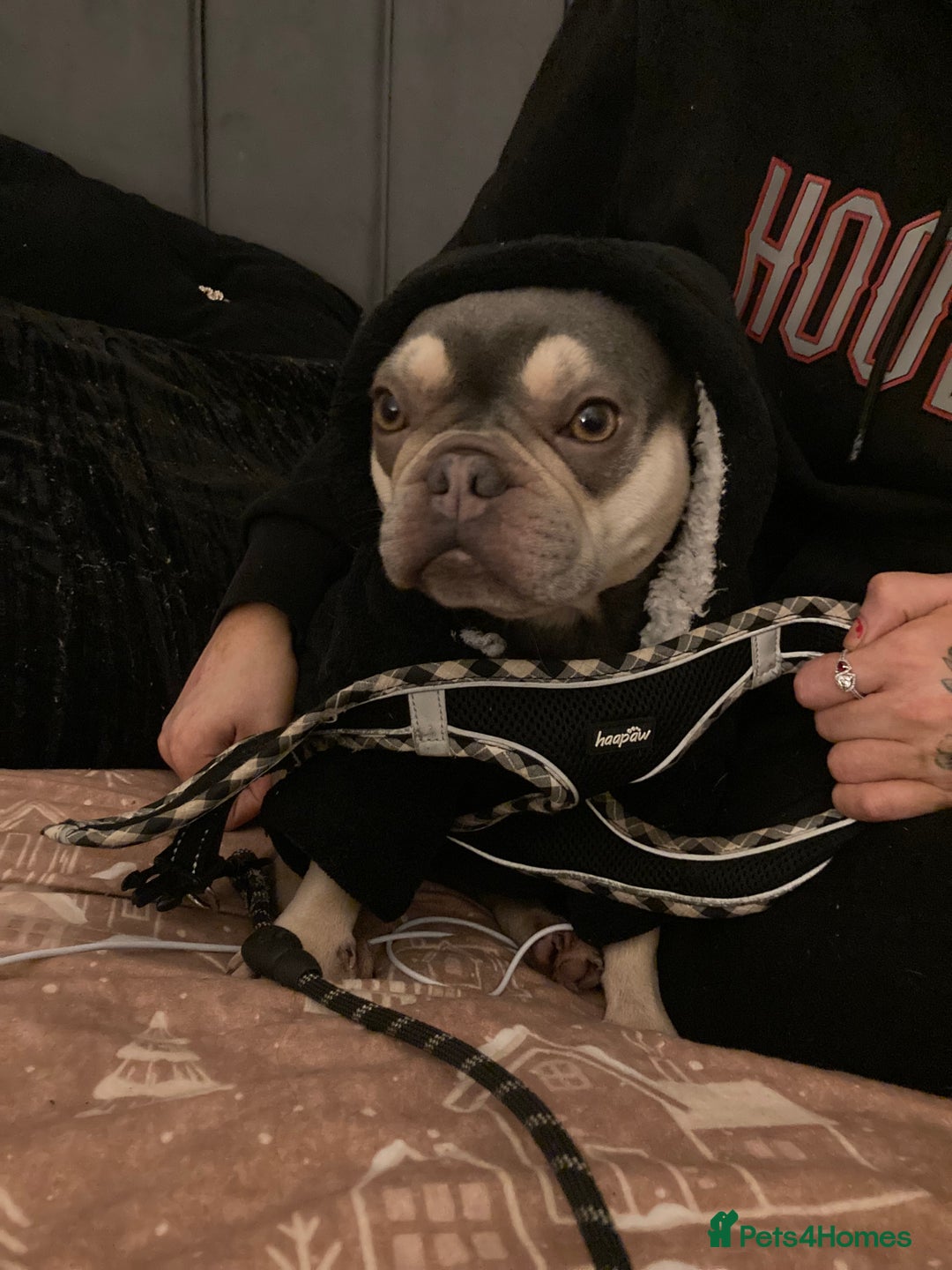 French Bulldog dogs for sale: Kennel club registered lilac French bulldog - Advert 3