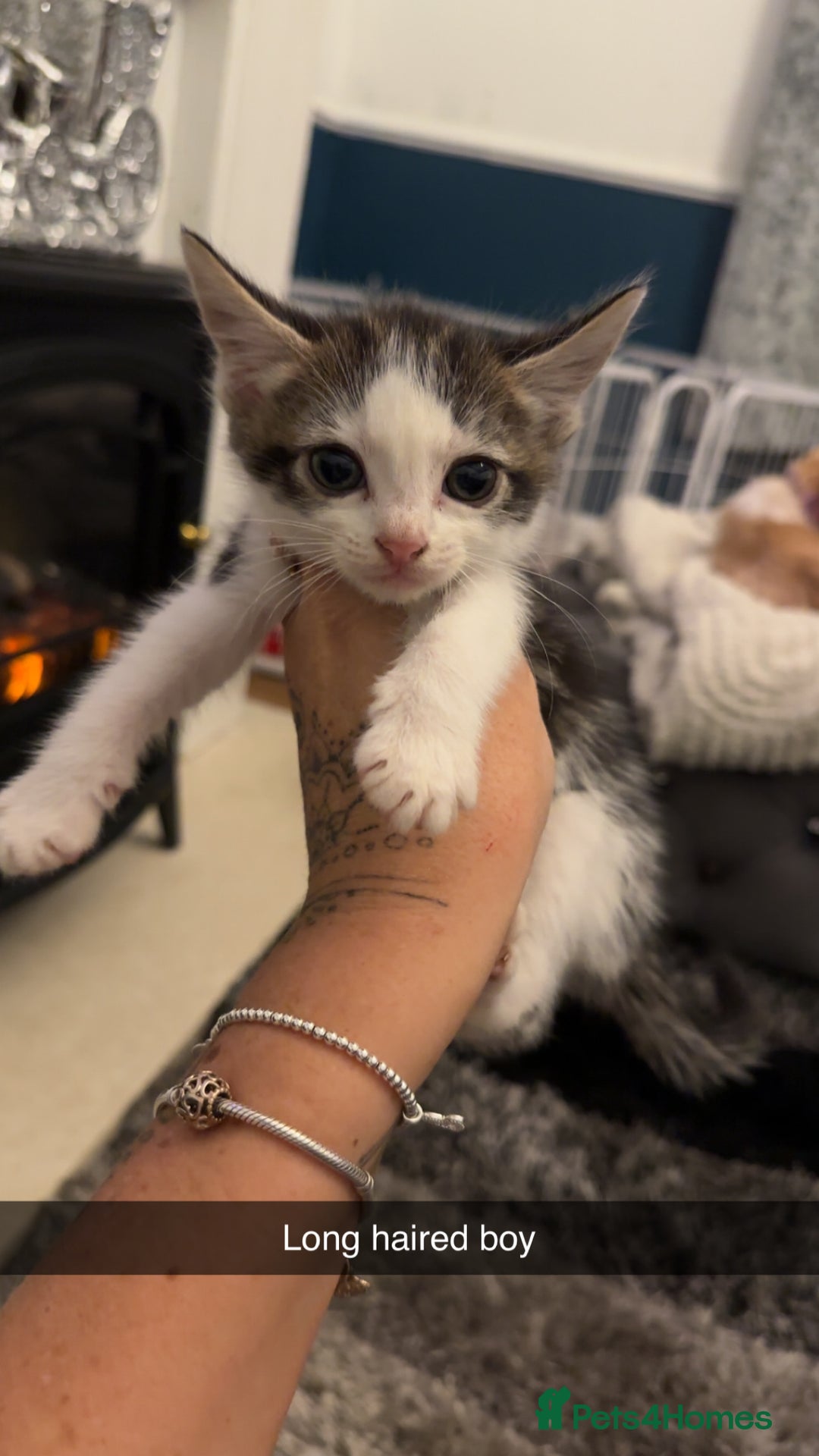 Domestic Shorthair cats for sale: Beautiful mix of kittens  - Advert 10