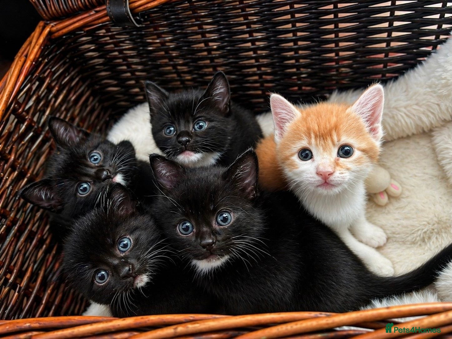 Mixed Breed cats Beautiful Kittens – Flea & Worm Treated 🐾 - Advert 1
