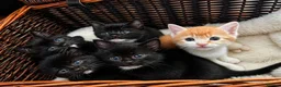 Mixed Breed cats for sale: Beautiful Kittens – Flea & Worm Treated 🐾 - Advert 1