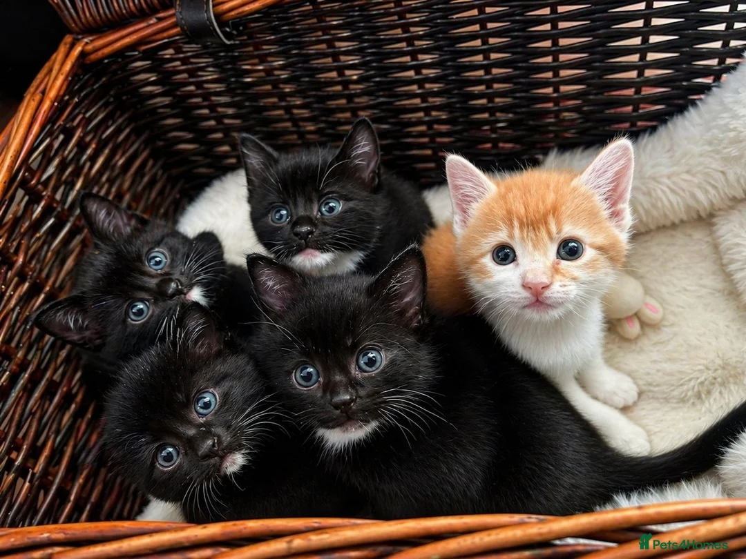 Mixed Breed cats for sale: Beautiful Kittens – Flea & Worm Treated 🐾 - Advert 1