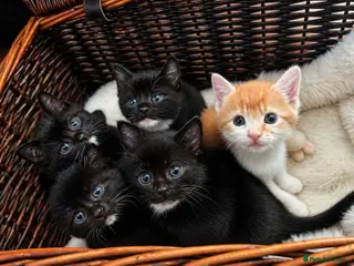 Mixed Breed cats Beautiful Kittens – 2 boys and 3 girls 🐾 - Advert 5