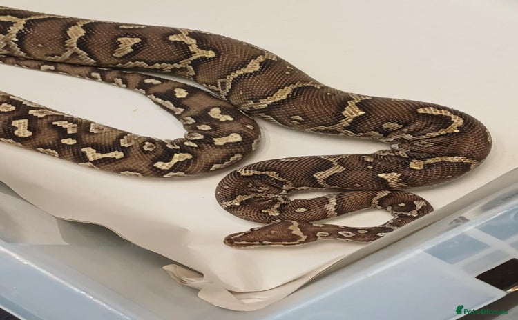 Python Snake reptiles - Advert 1