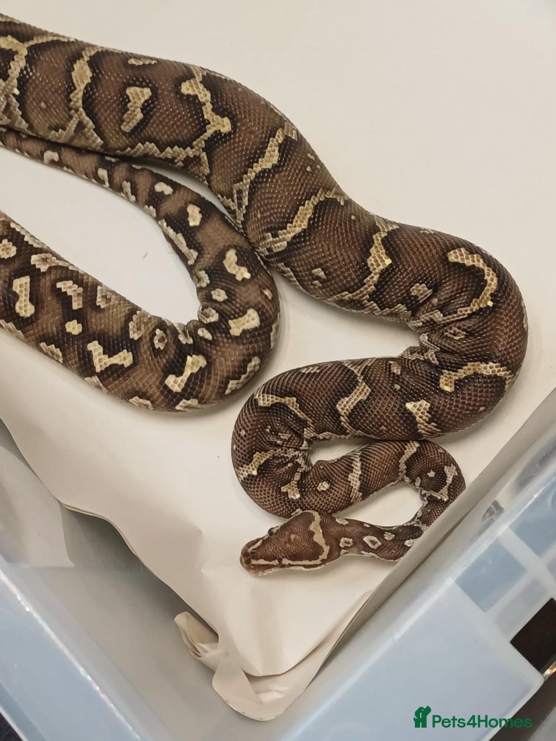 Python Snake reptiles for sale: CB22 PAIR OF ANGOLAN PYTHONS  - Image 1