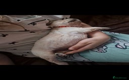 Golden Retriever dogs for sale: 🐾🐕 3 male Golden Retriever Puppies 🐶 🐕‍🦺 - Image 5