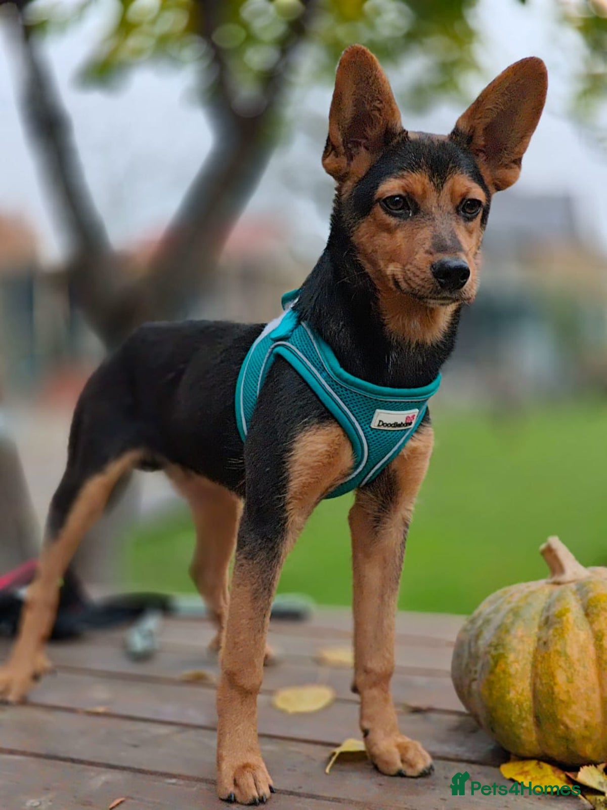 Adult Dogs for adoption | Pets4Homes