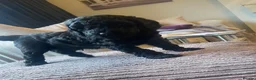 Mixed Breed dogs for sale: Toy poodle and miniature poodle mix puppies  - Advert 26