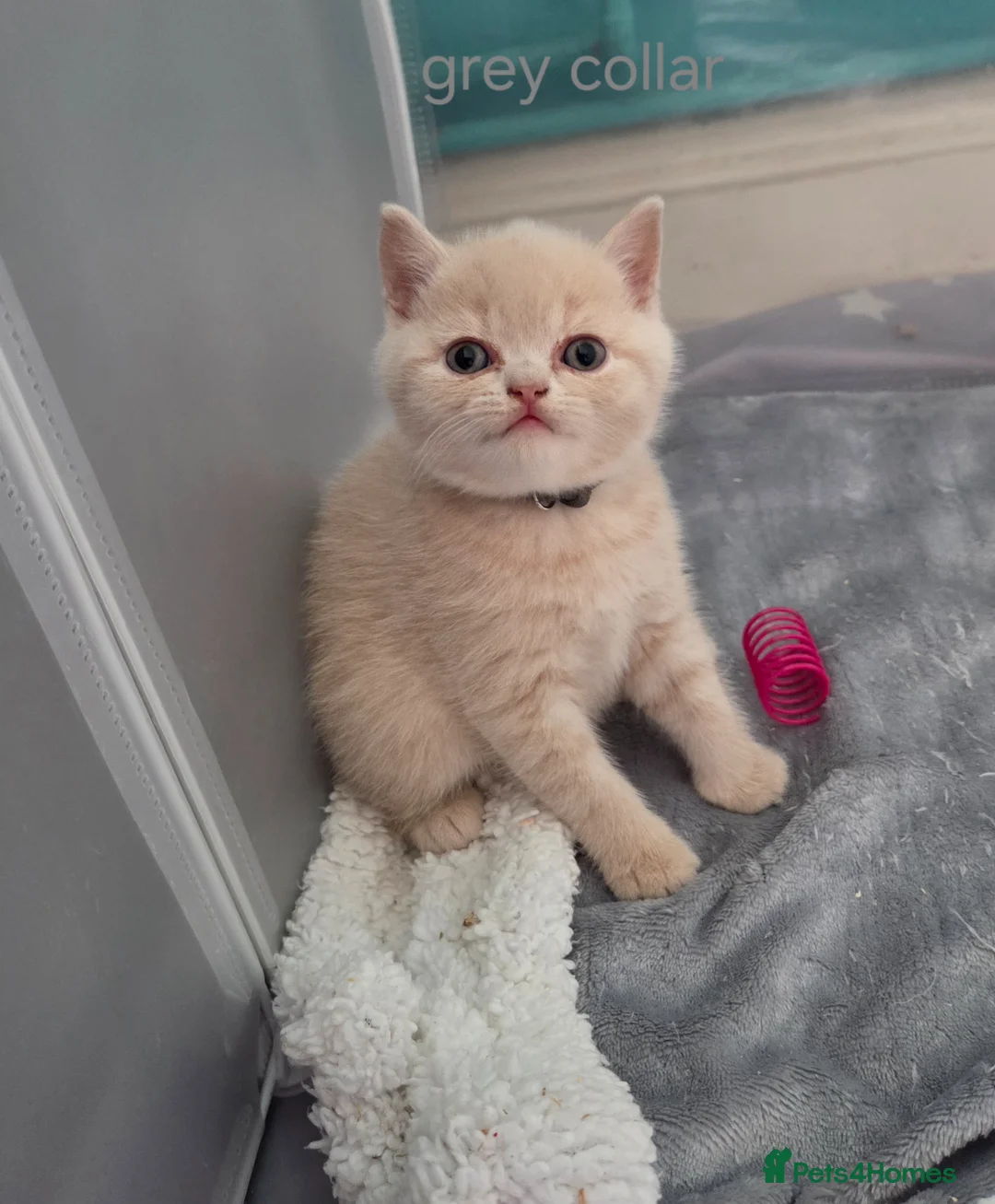 British Shorthair cats for sale: British shorthair kittens  in Swindon - Advert 11