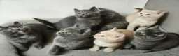 British Shorthair cats for sale: Stunning Rare Colours British Shorthair Kittens - Advert 24