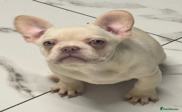 French Bulldog dogs Beautiful fluffy/ fluffy carrier Frenchie pups  - Advert 7