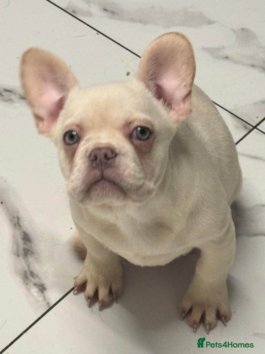 French Bulldog dogs for sale: Beautiful fluffy/ fluffy carrier Frenchie pups  - Advert 5