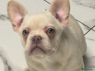 French Bulldog dogs Beautiful fluffy/ fluffy carrier Frenchie pups - Advert 7