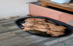 Labrador Retriever dogs for sale: Fox red Labrador puppies for sale - Image 3