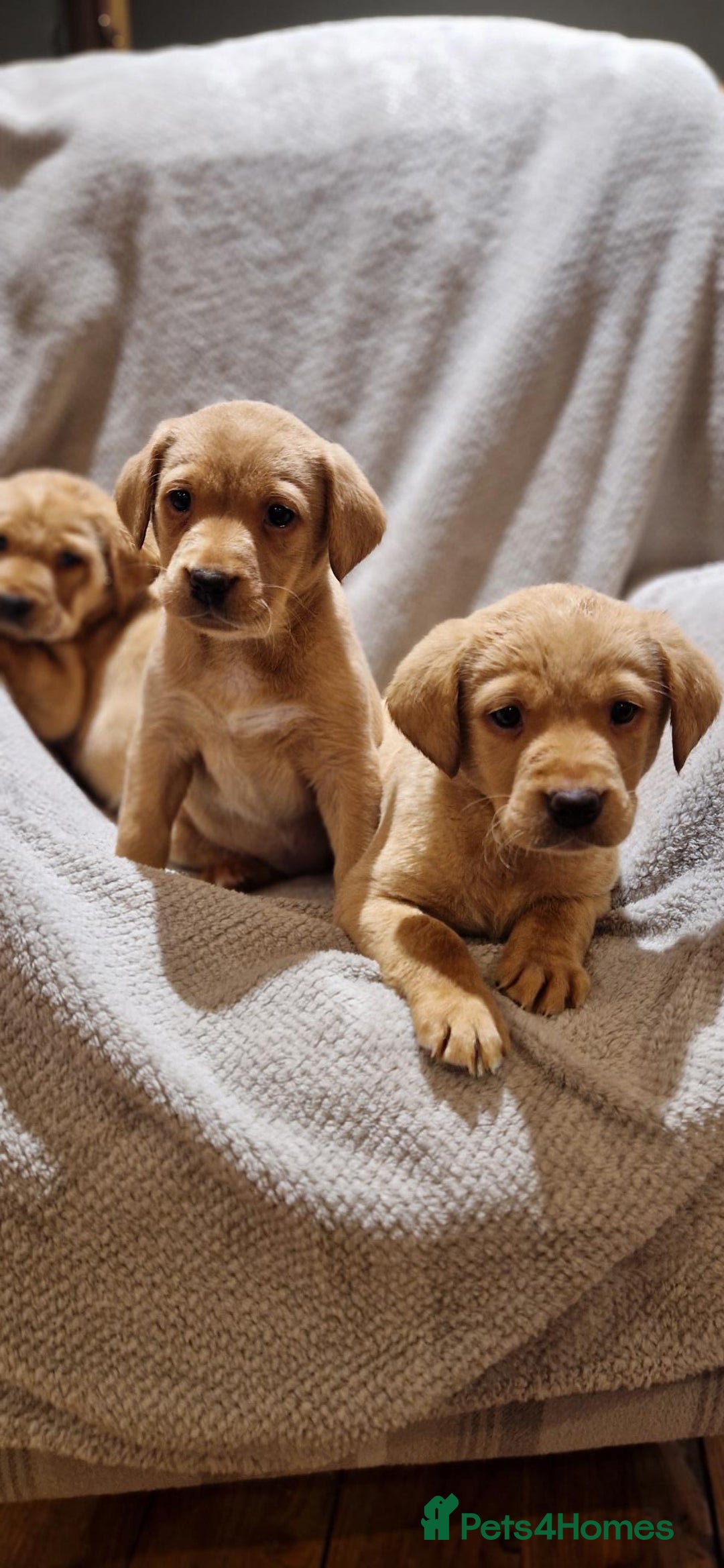 Labrador Retriever dogs for sale: Fox Red Labrador Puppies - Advert 7