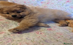 Pomeranian dogs for sale: 2 LEFT!! Purebred Cute fluffy Pomeranian Puppies! - Image 33