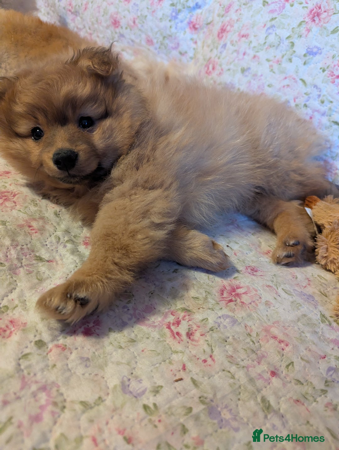 Pomeranian dogs for sale: 2 LEFT!! Purebred Cute fluffy Pomeranian Puppies! - Image 33