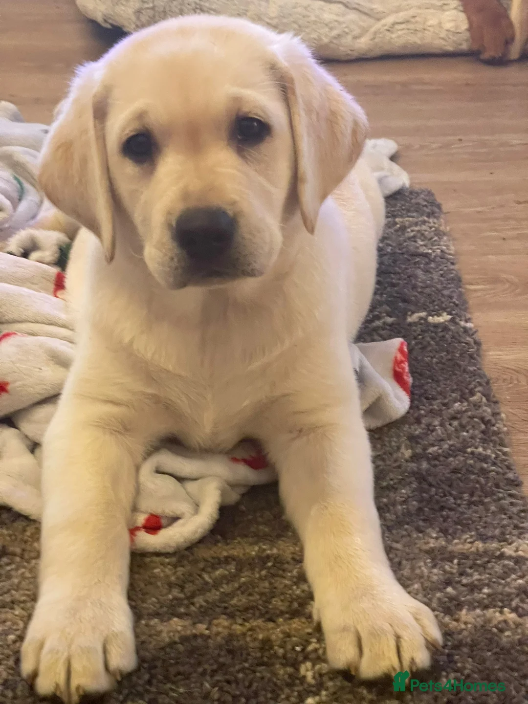 Labrador Retriever dogs for stud: Stunning Labrador, Champion Lines, Discounted Fee in Huddersfield - Advert 13