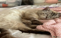 Ragdoll cats for sale: *stunning* litter of 7 ragdoll kittens  - Image 24