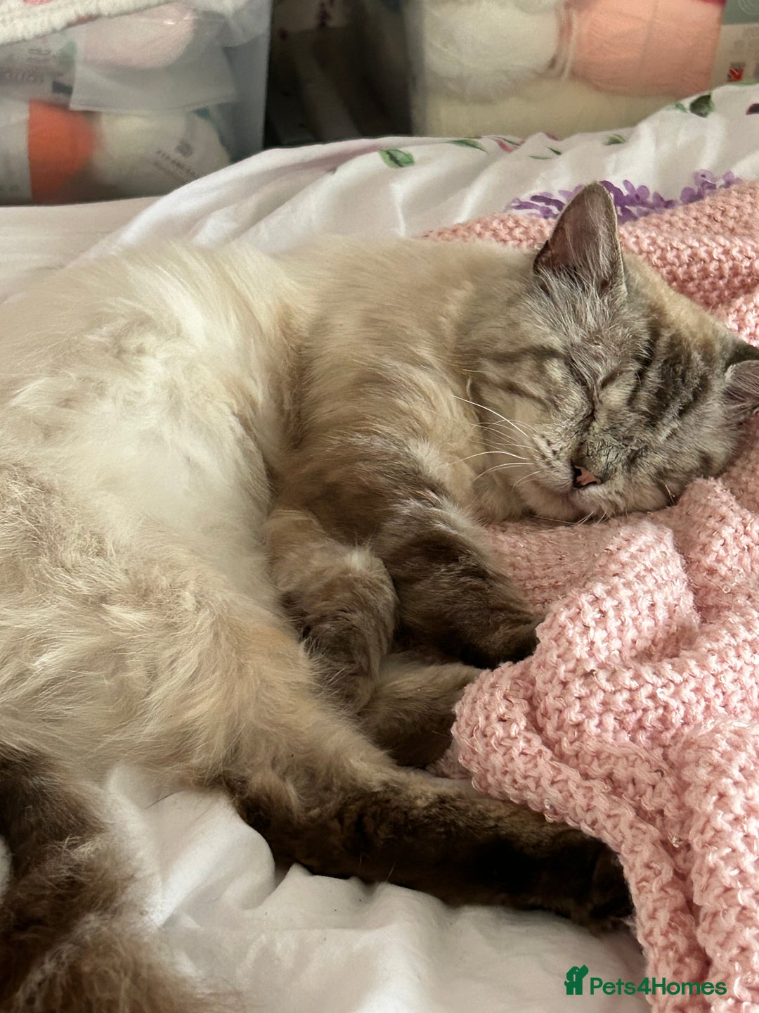 Ragdoll cats for sale: *stunning* litter of 7 ragdoll kittens  - Image 24