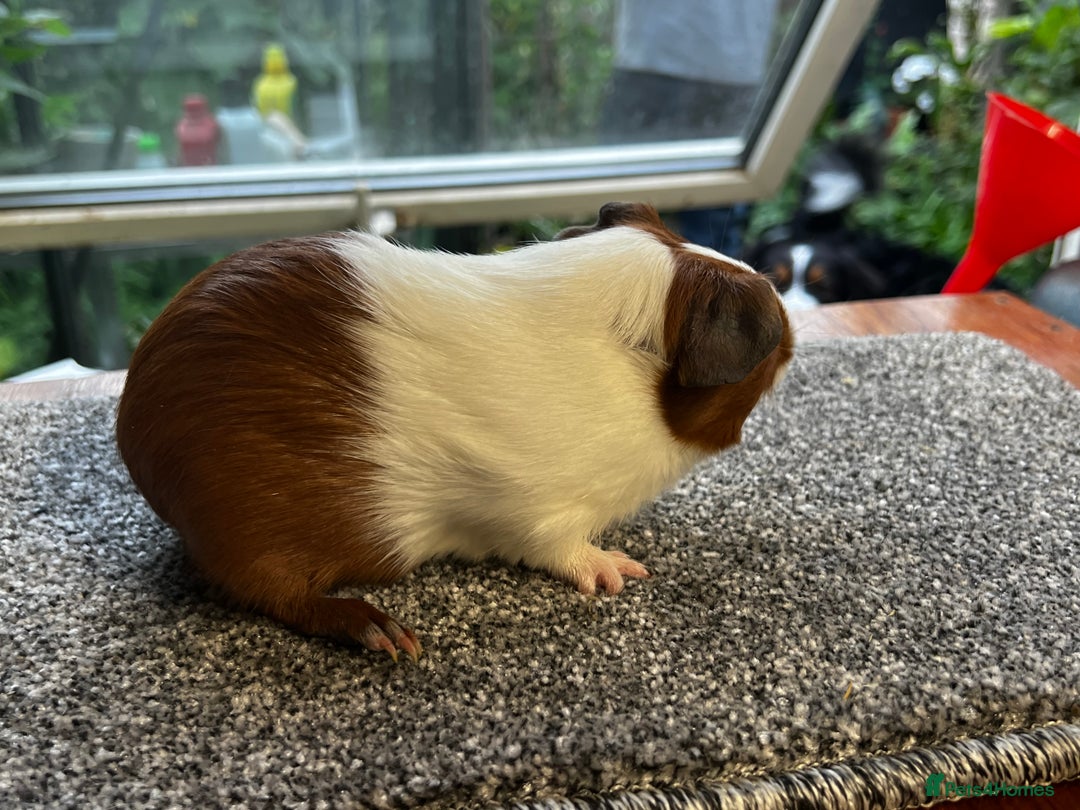 Guinea Pig rodents for sale: Bonded group of young boars - Image 13