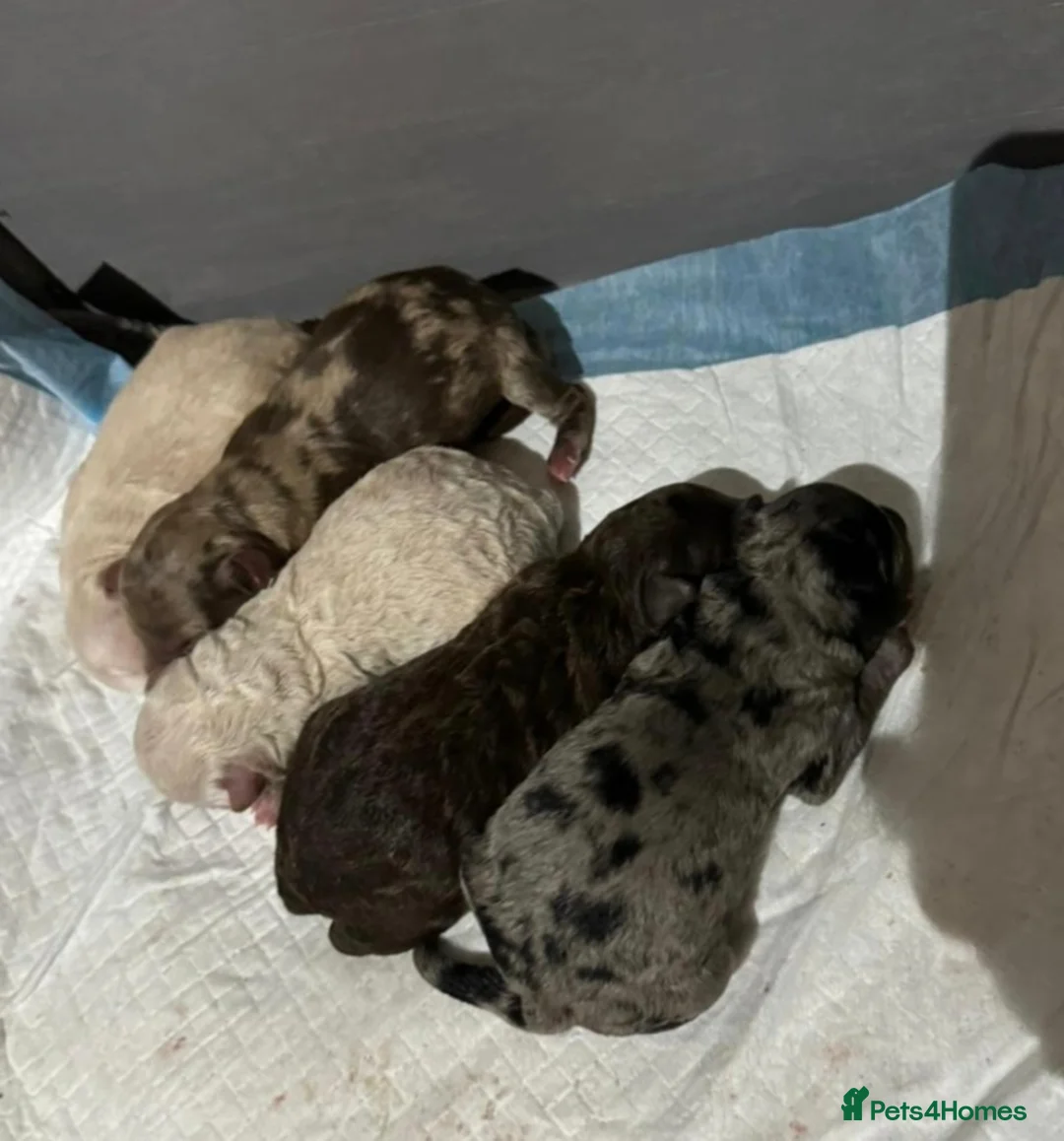 Poodle dogs for stud: HEALTH TESTED CHOCOLATE PHANTOM POODLE STUD in Todmorden - Advert 7