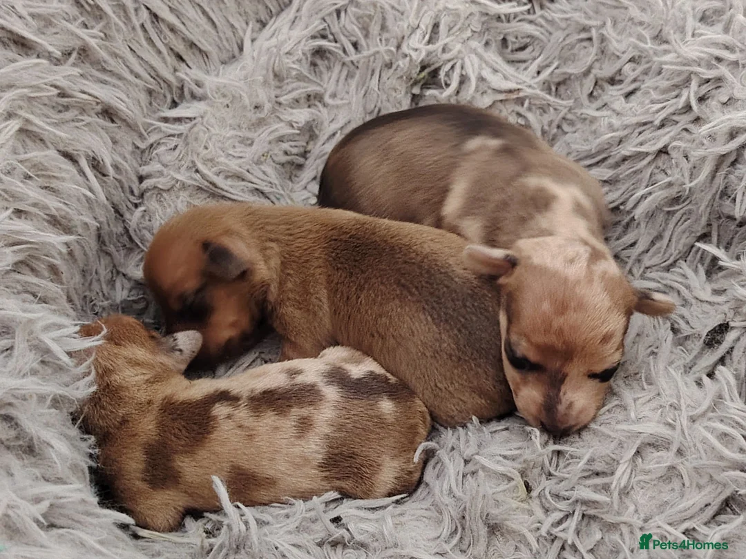 Jackshund dogs for sale: Jack Russell x dachshund  - Advert 10