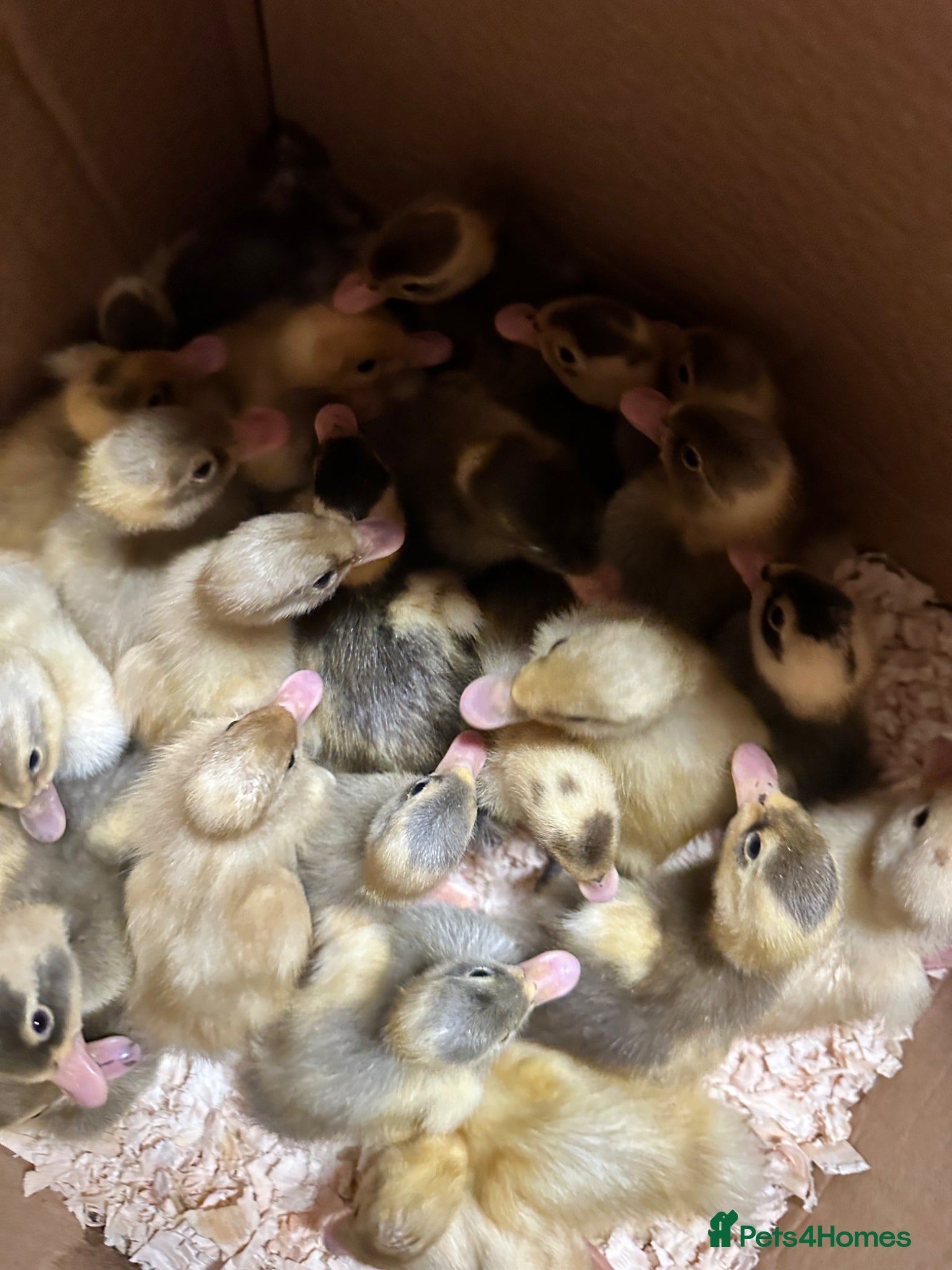 Ducks poultry Pure runner ducklings ducks  - Advert 22