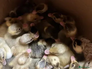 Ducks poultry Pure runner ducklings ducks - Advert 22