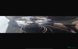 Mixed Breed cats for sale: Black cat ******  - Image 2