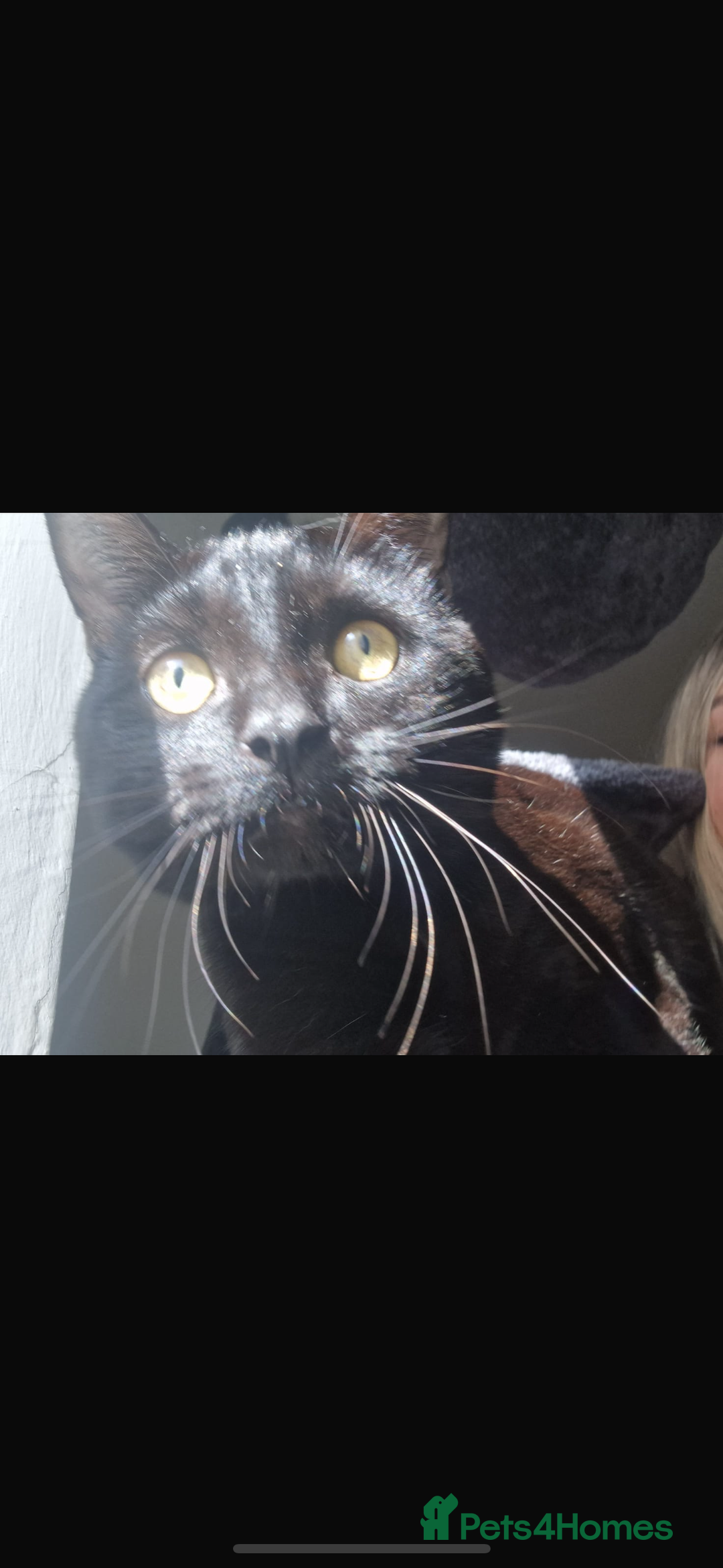 Mixed Breed cats for sale: Black cat ******  - Image 2
