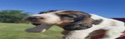 Basset Griffon Vendeen dogs for sale: Griffon grand bassets  - Advert 2