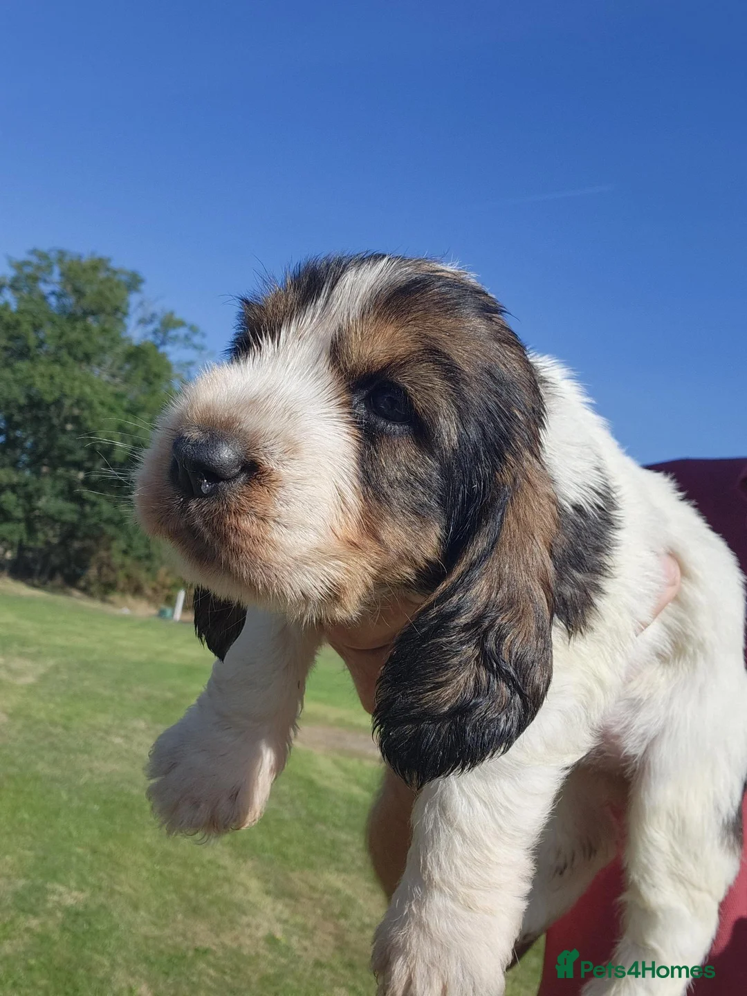 Basset Griffon Vendeen dogs for sale: Griffon grand bassets  - Advert 2