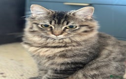 Ragdoll cats for sale: Super fluffy ragdoll x boy - Advert 1