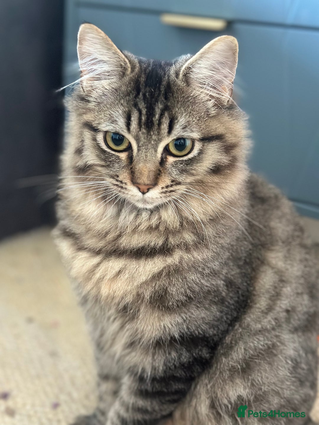 Ragdoll cats for sale: Super fluffy ragdoll x boy - Advert 1