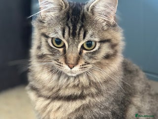 Ragdoll cats Super fluffy ragdoll x boy - Advert 1