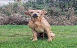 Labrador Retriever dogs for stud: Fully health tested, Fox Red Labrador  in Alton - Image 4
