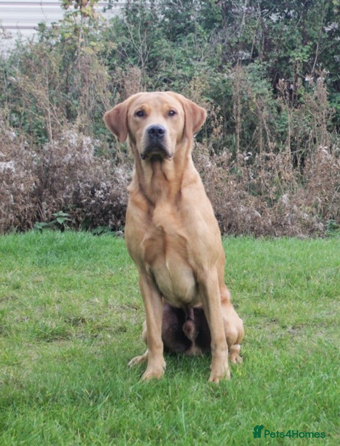 Labrador Retriever dogs for stud: Fully health tested, Fox Red Labrador  in Alton - Image 4
